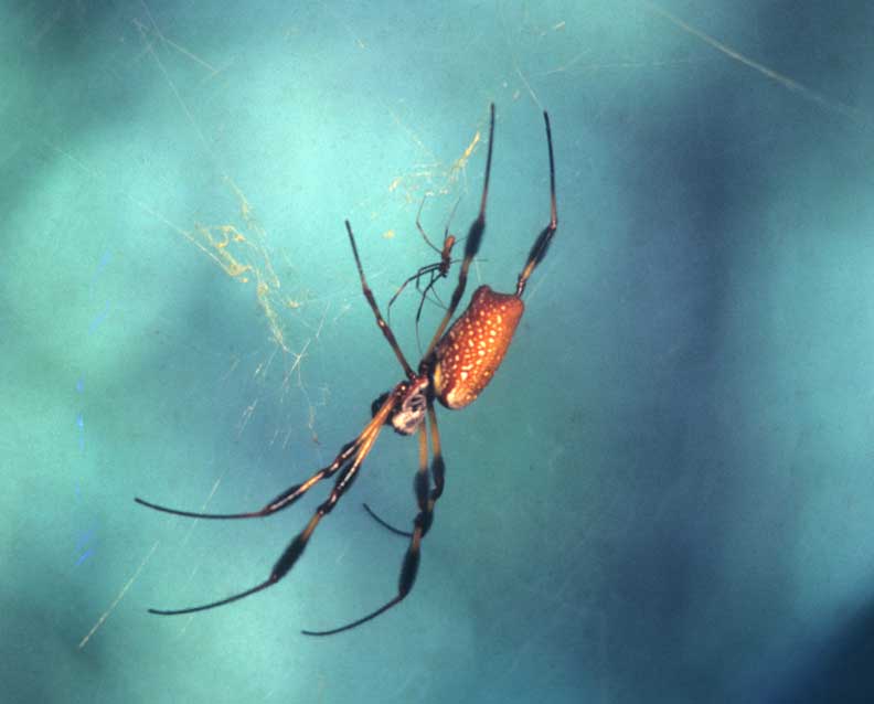 Spiders mating