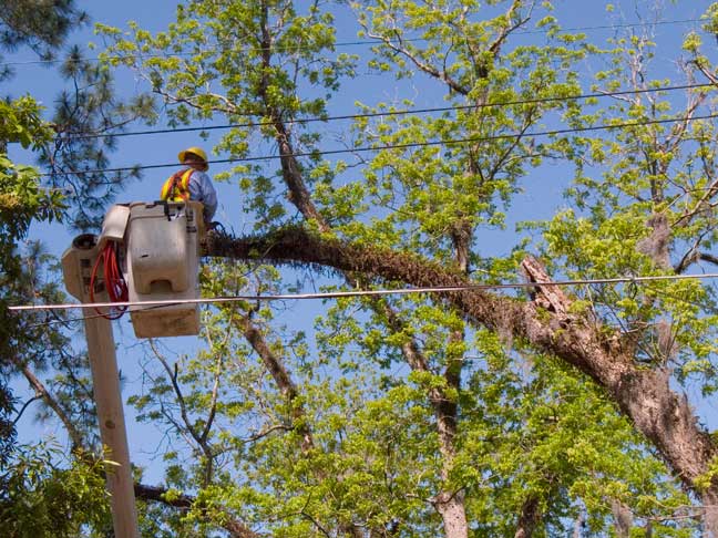 Pecan tree, cutting the limbs