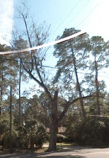 Pecan tree on Google maps