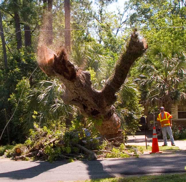 Pecan tree falling