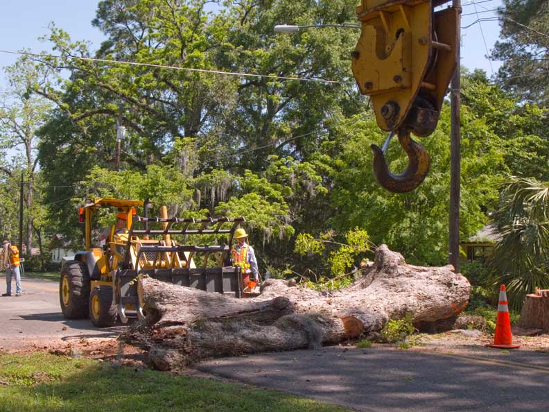 Pecan tree down