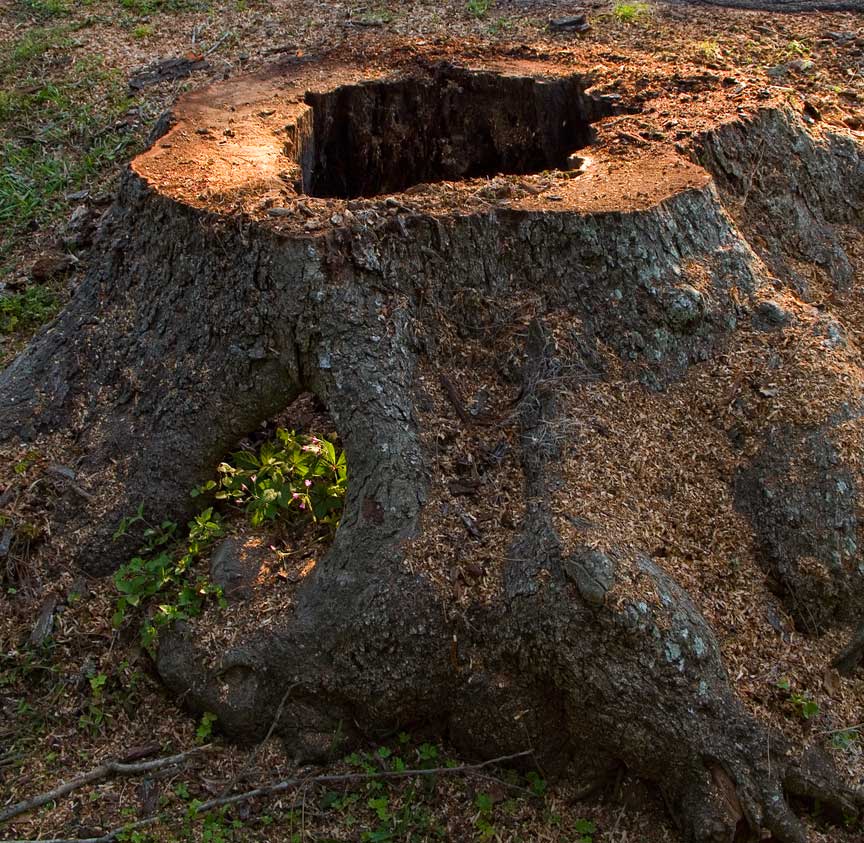Pecan tree trunk