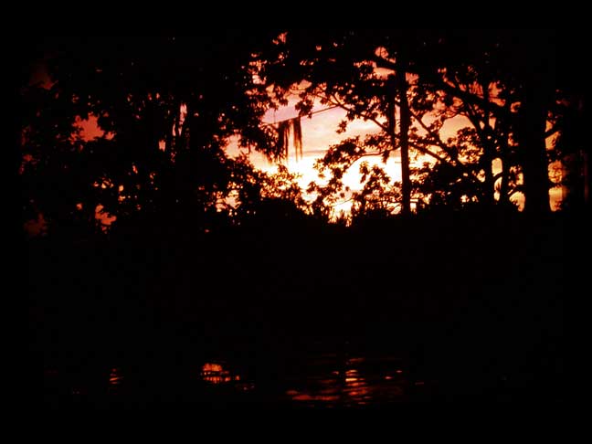 Pecan tree sunset
